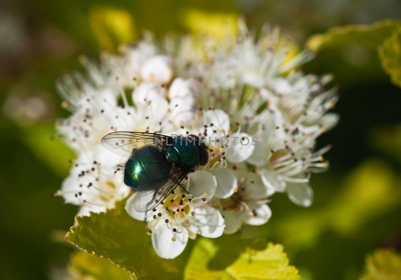 Fly on the flowers Derain. Small depth to sharpness