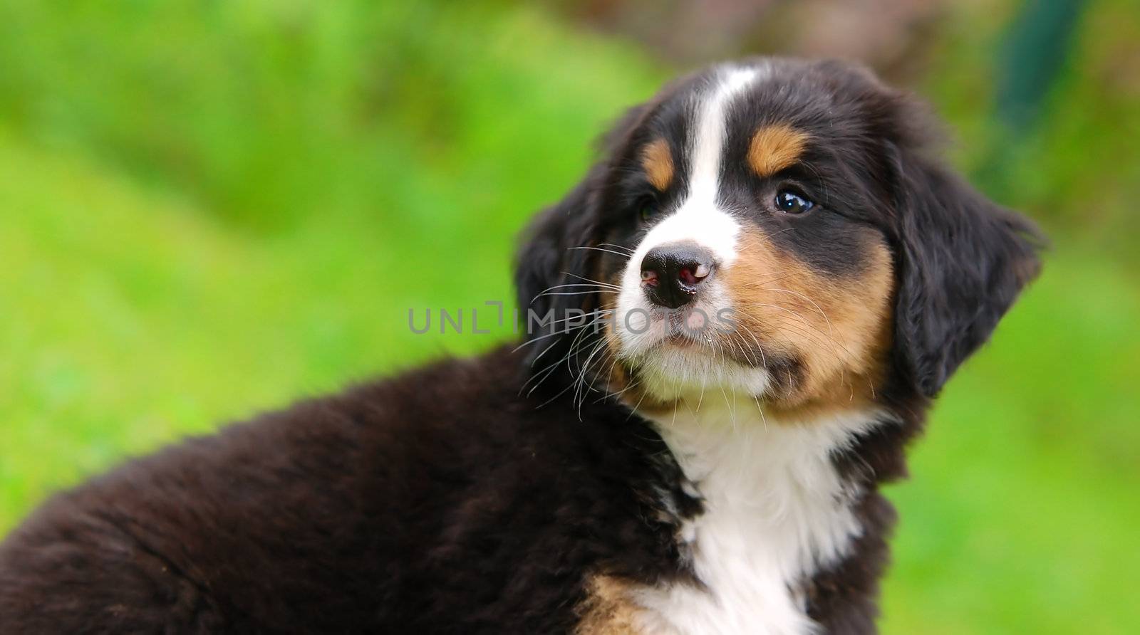 Portrait of puppy Bernese mountain dog in natural scenery and copy-space