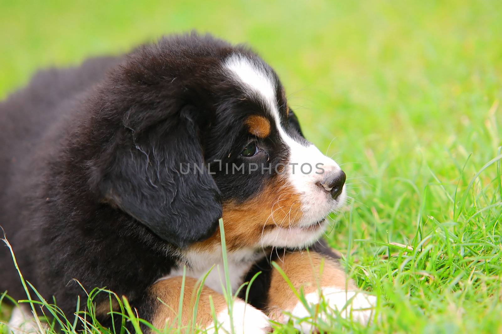 Portrait of puppy Bernese mountain dog in natural scenery and copy-space