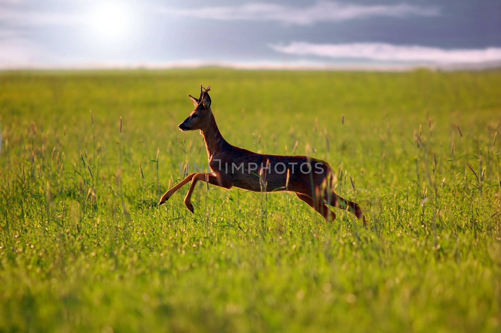 Animal background beautiful roe-deer running