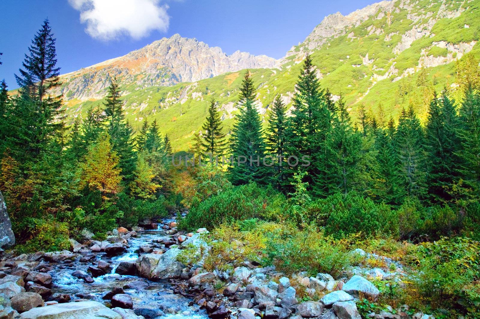 Mountains colorful landscape. Virgin forest in Tatra mountains