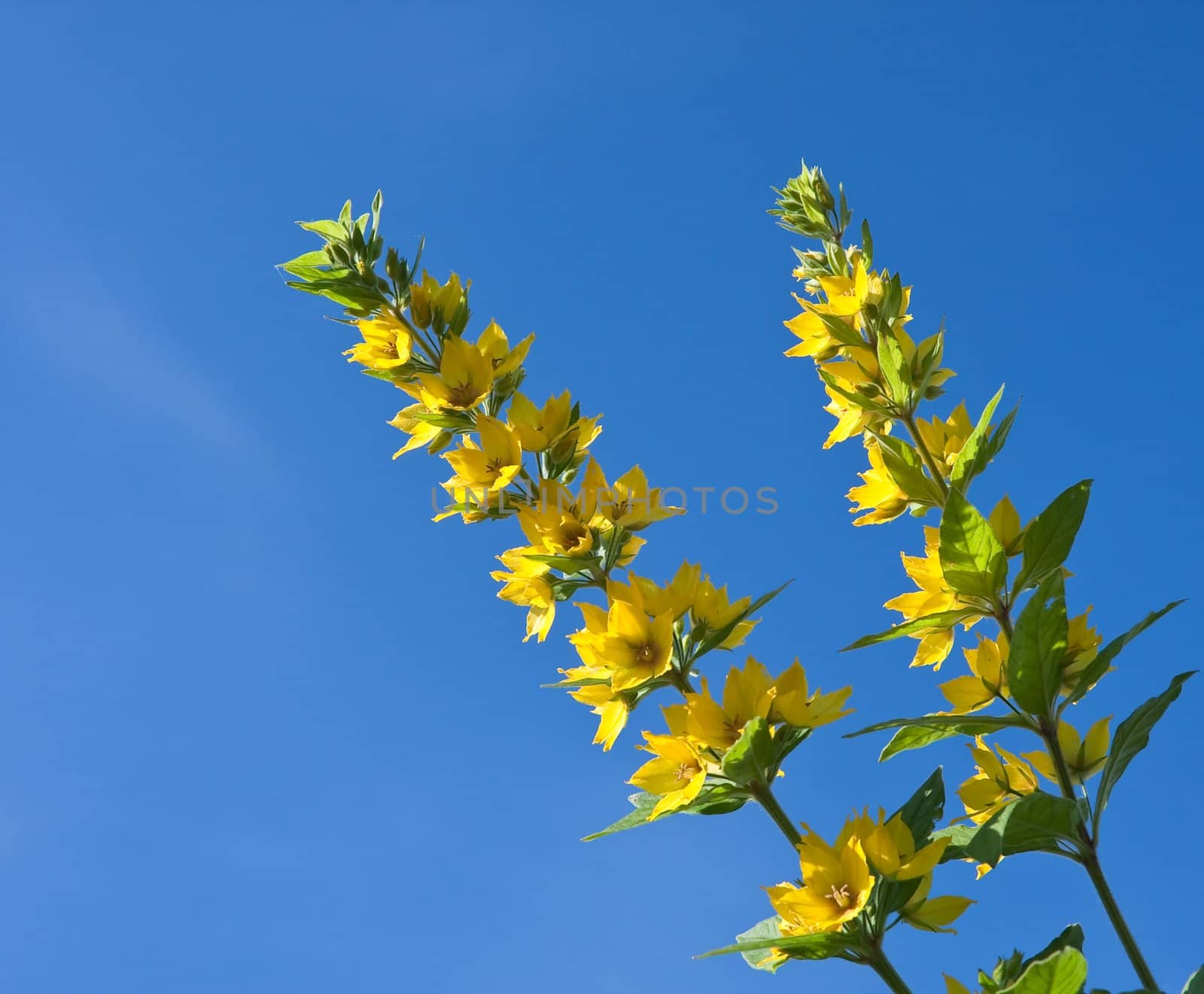 Flowering loosestrife  against the sky