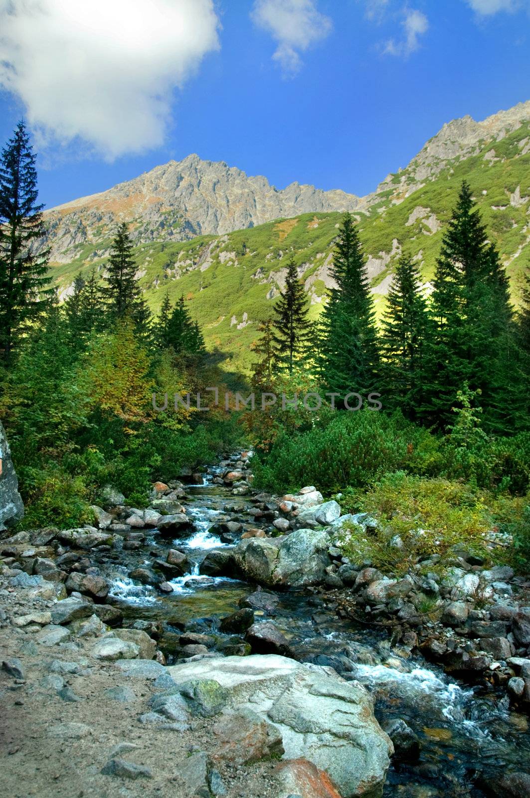 Mountains colorful landscape. Virgin forest in Tatra mountains