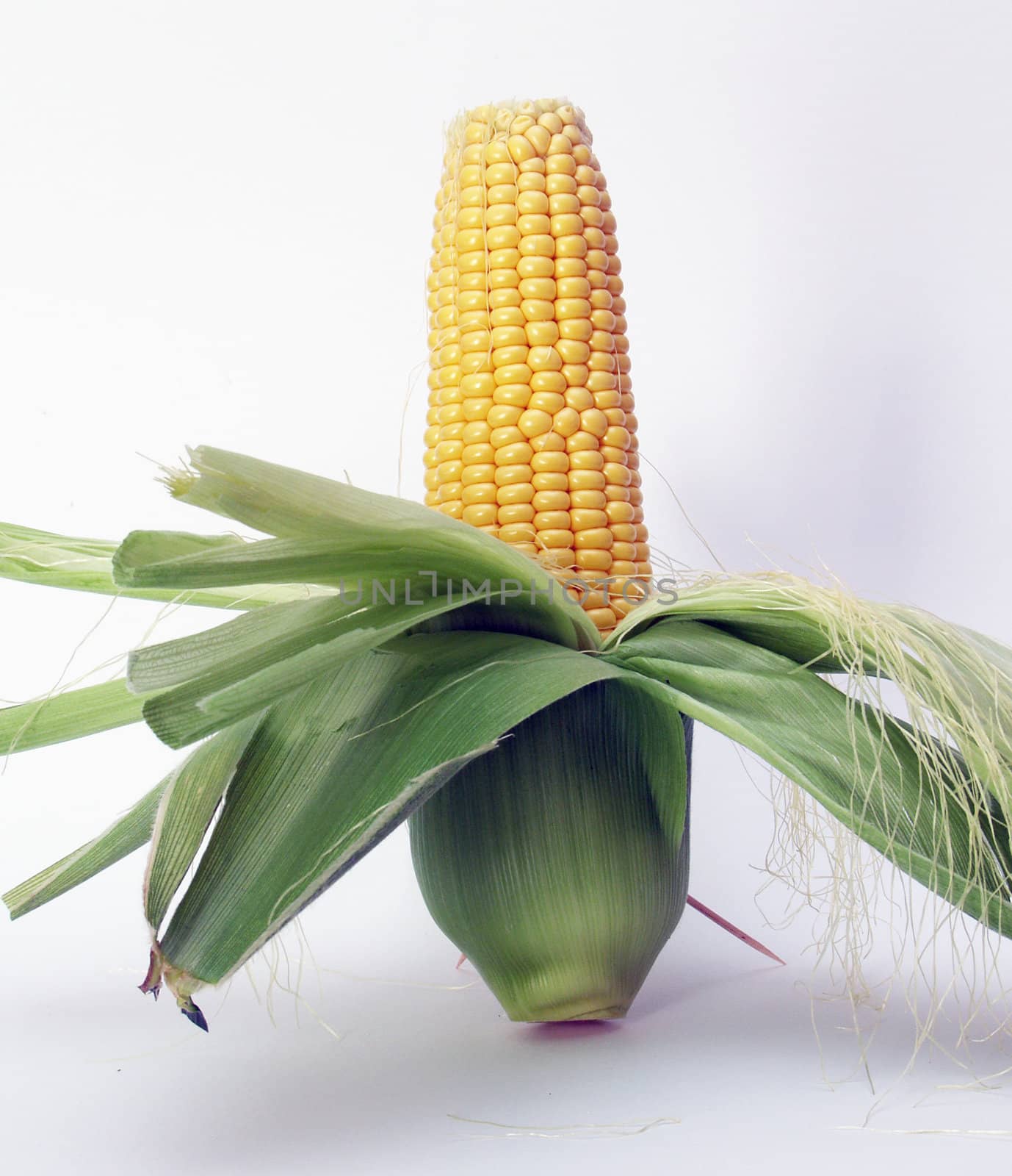 corn by lauria