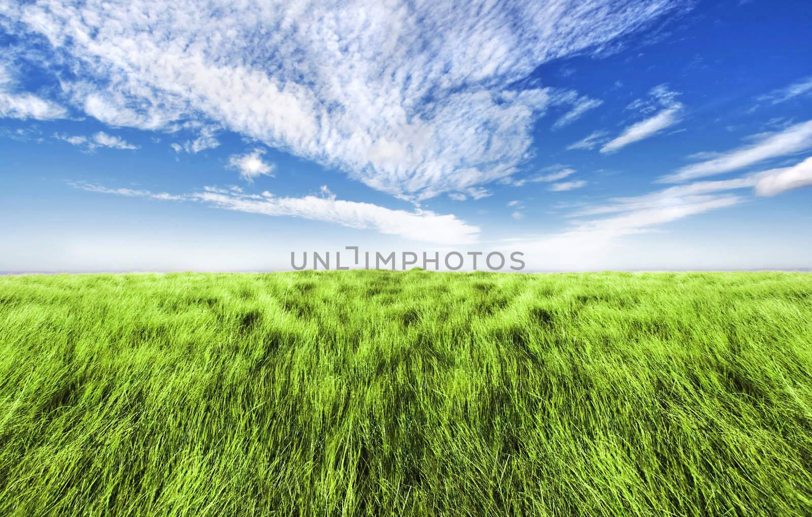 Beautiful altitude horizon with blue cloudy sky and green high grass.