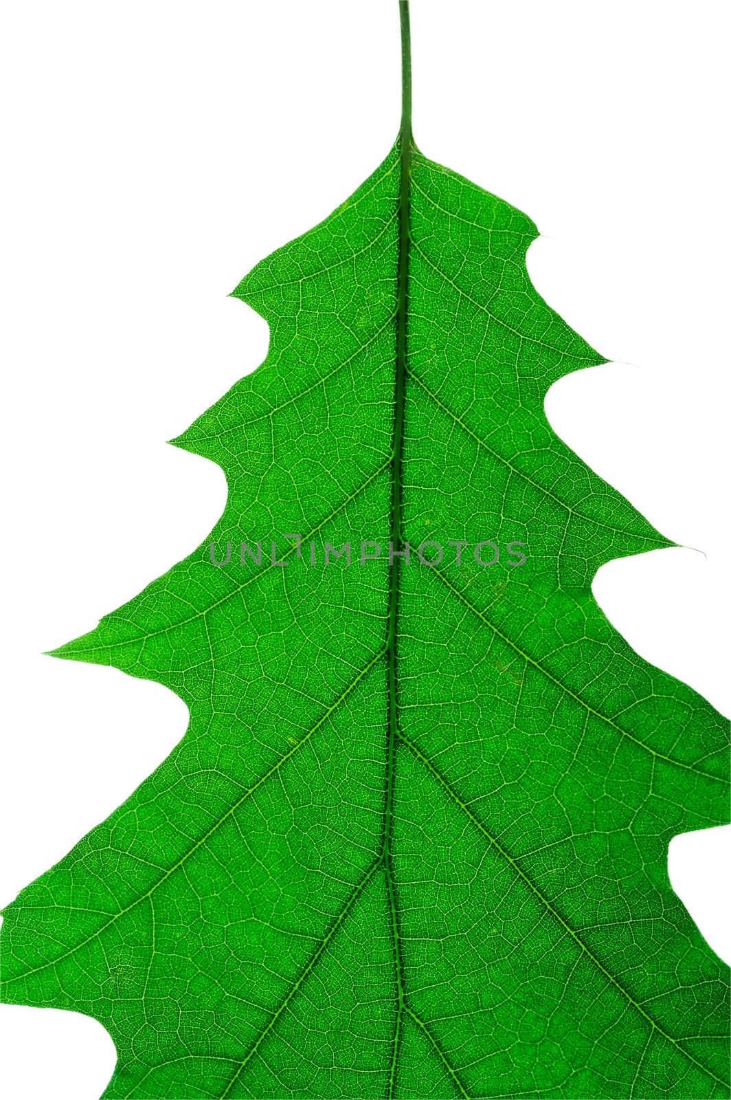 Oak leaf macro (2)) with clipping path by Laborer