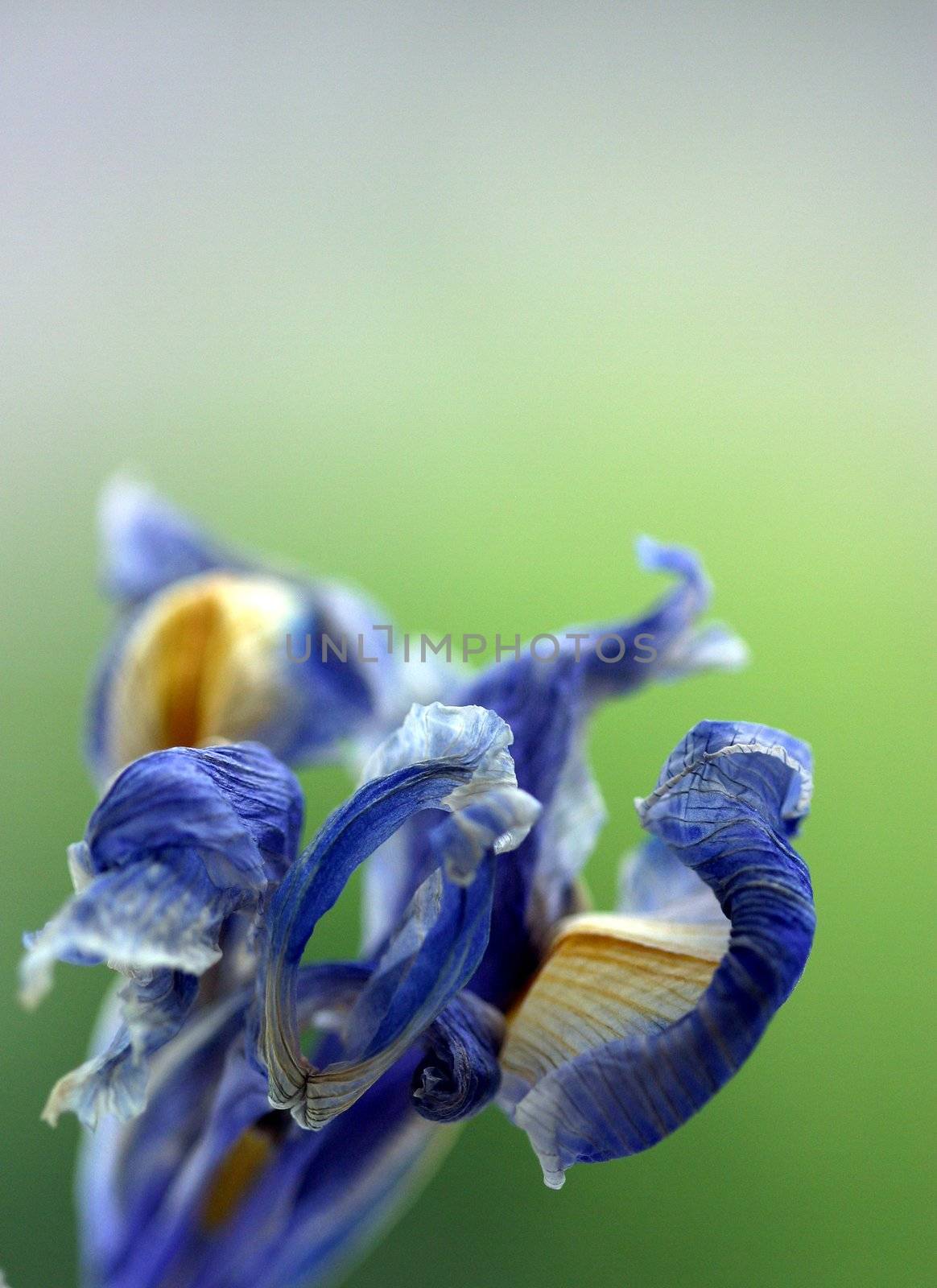 Flower of an iris on a dim green background. Illustration for magazine about a flowers