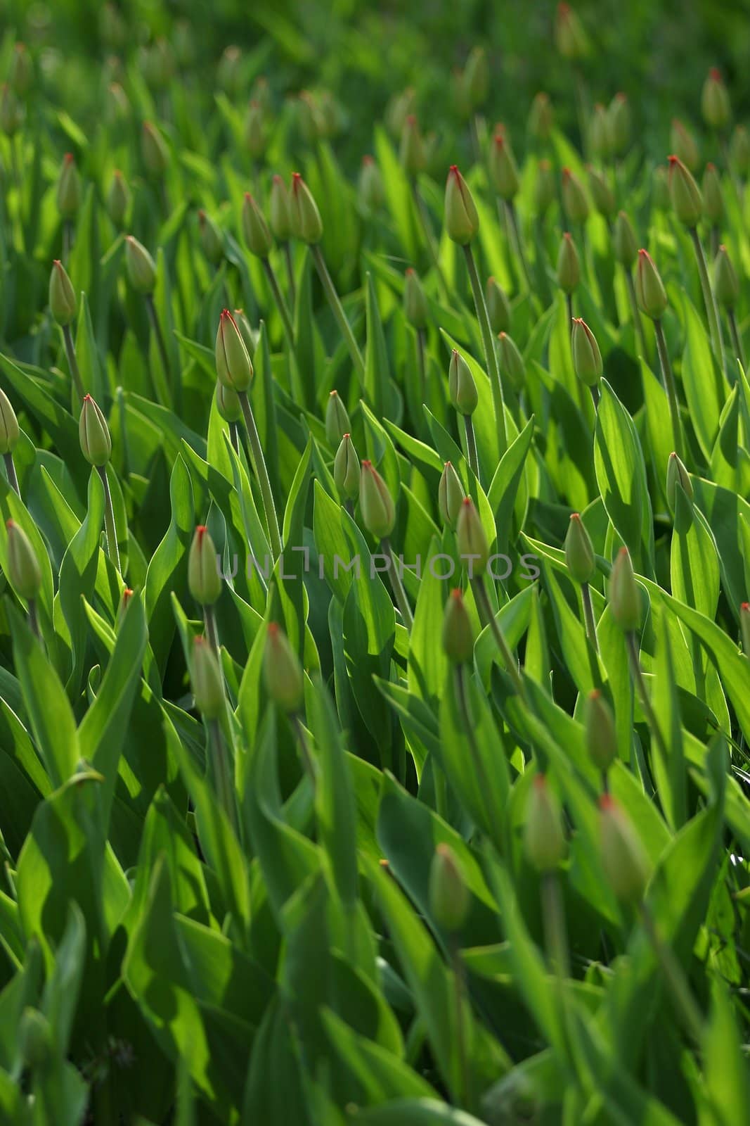 Buds of tulips