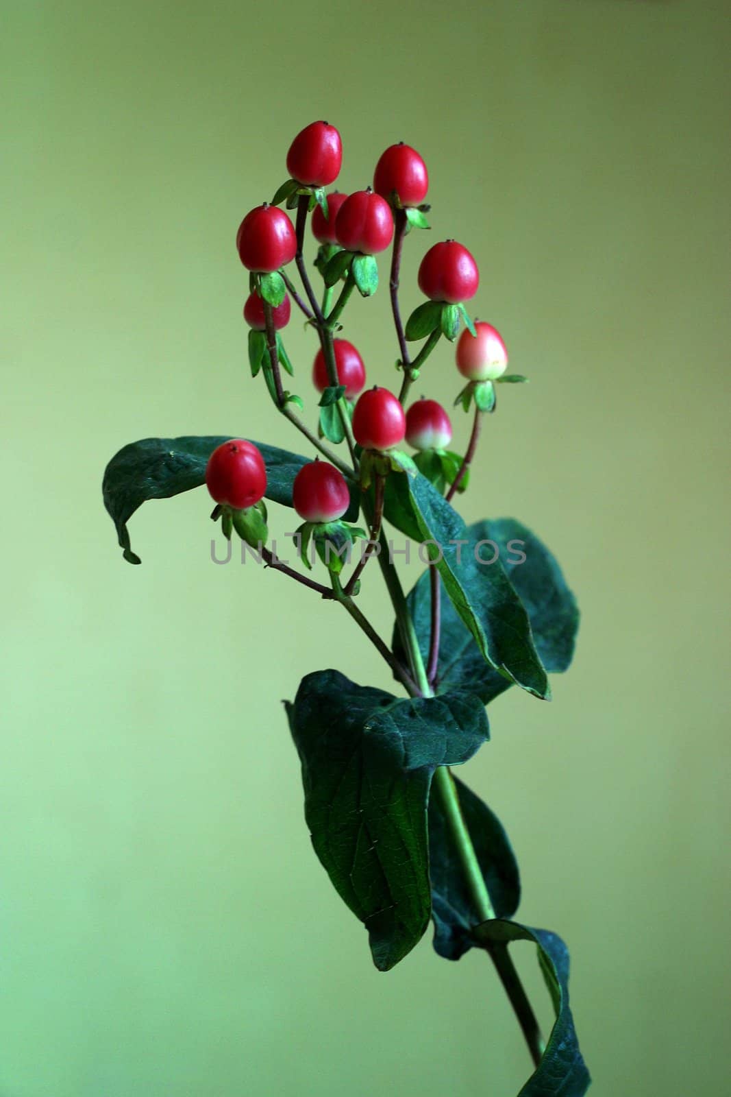 Branch with red berries on a green background