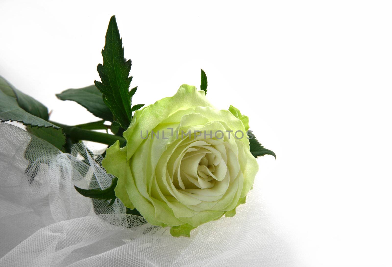 Greenish rose on a white fabric