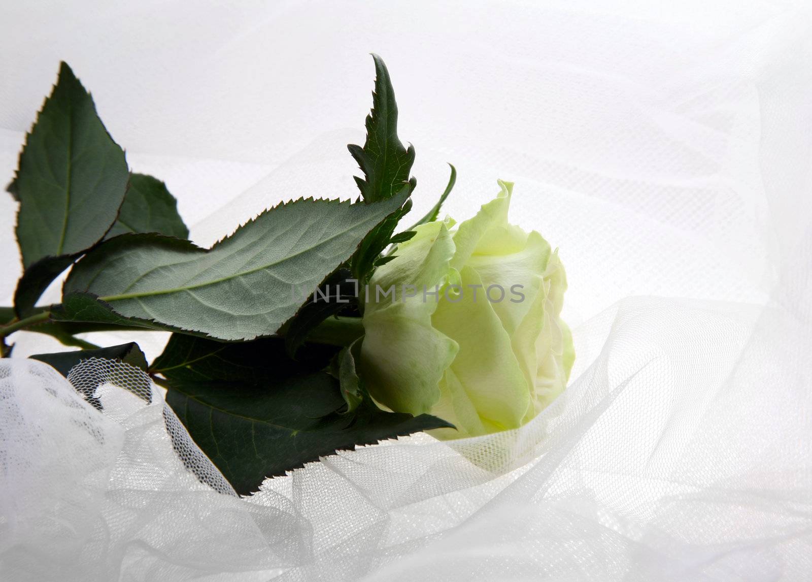 Greenish rose on a white fabric