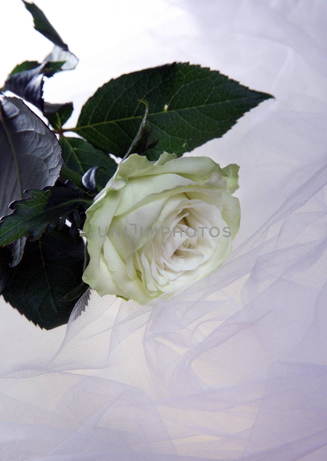 White rose on a white background