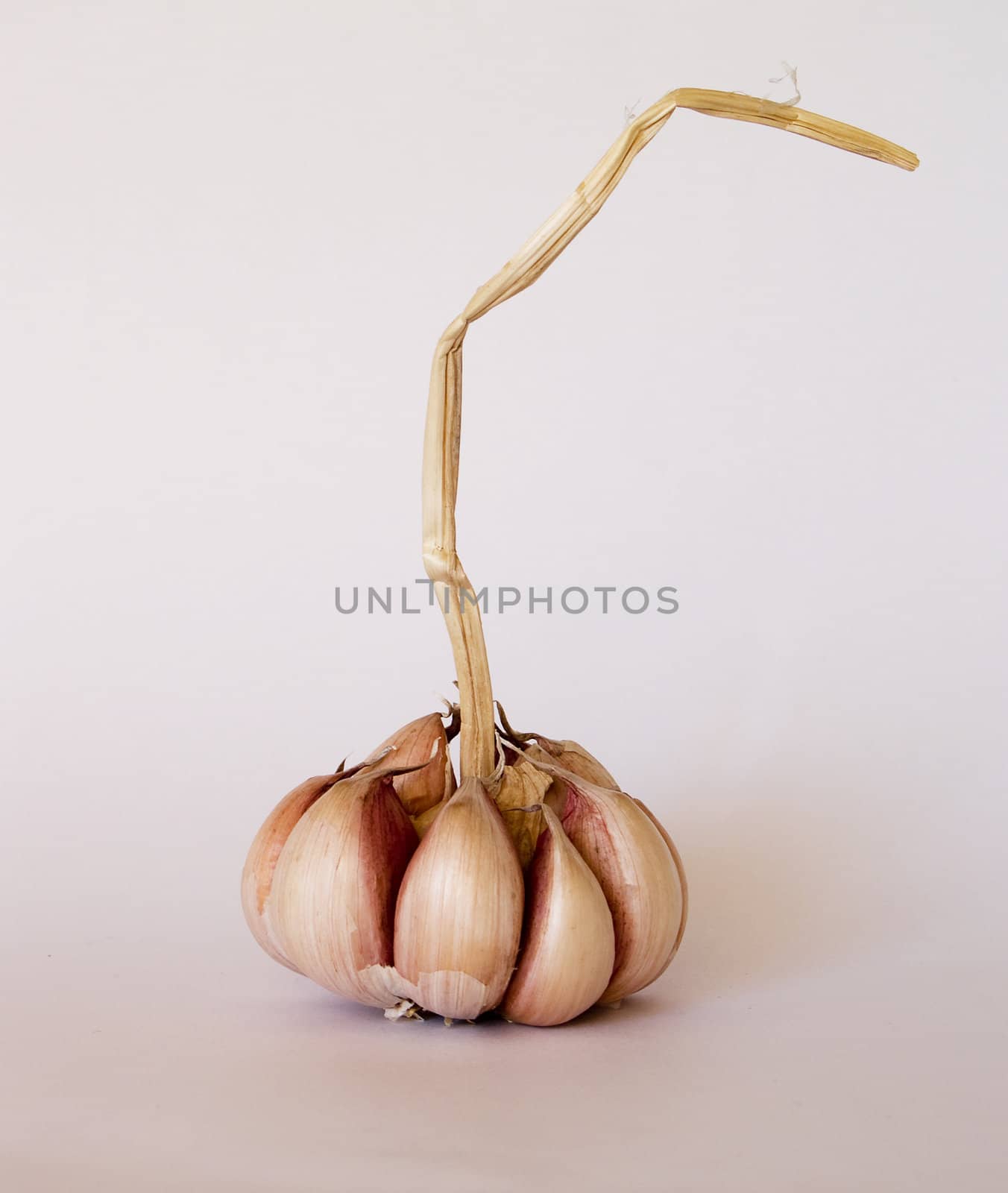 Garlic by lauria