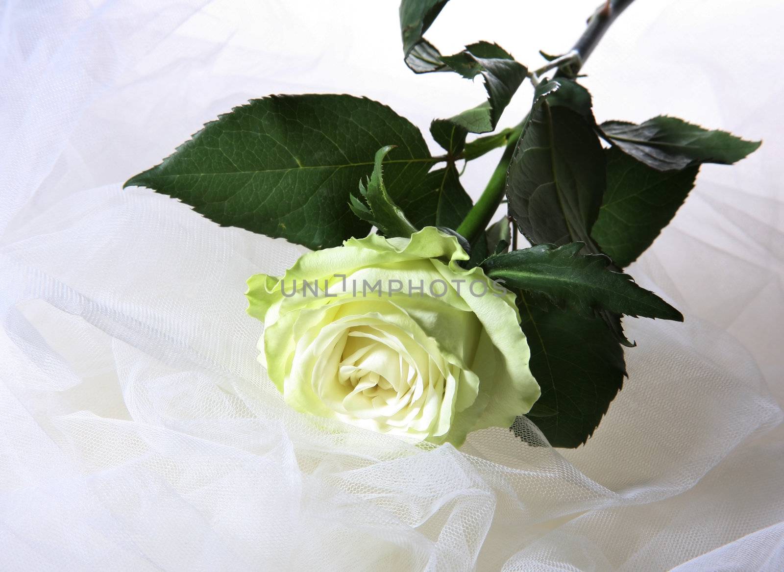 Greenish rose on a white fabric