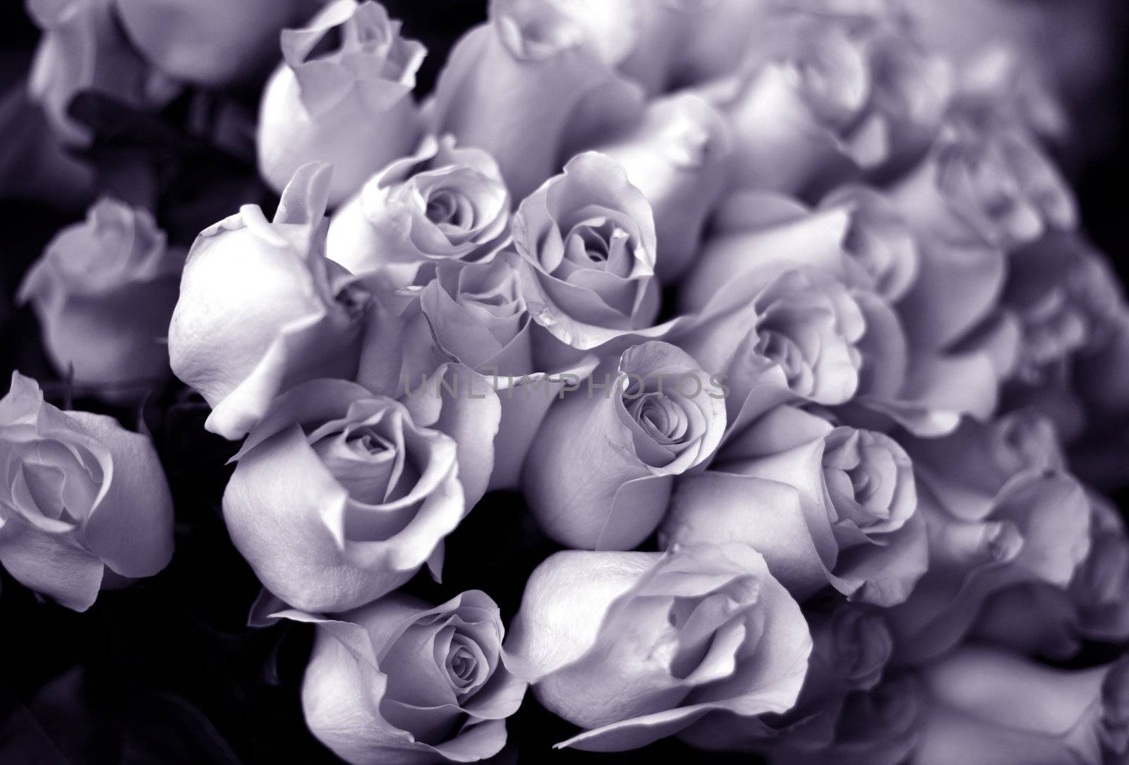 Bouquet from roses. b/w + violet tone