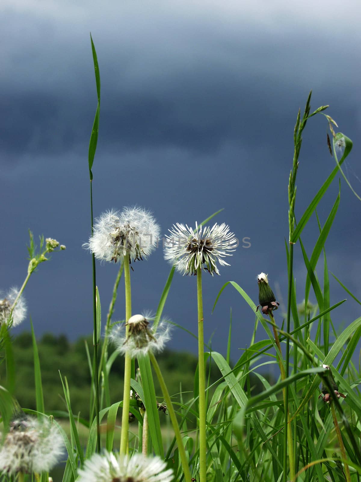 Flowers before a thunder-storm      
