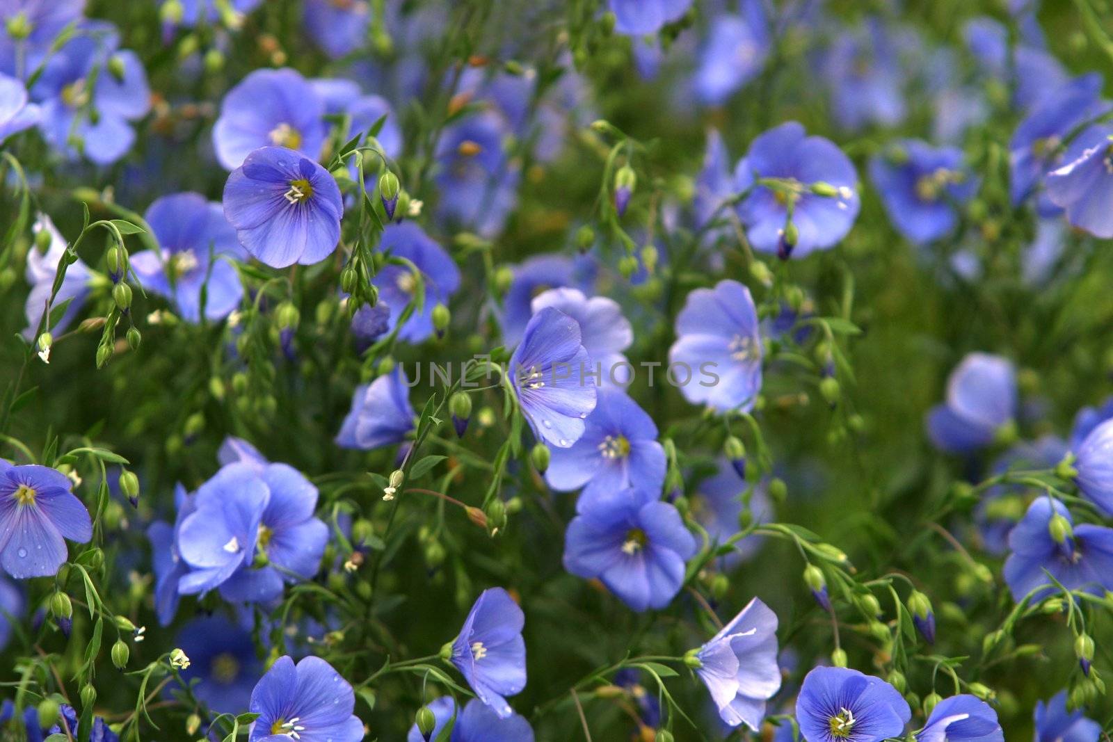Blue flowers on a field