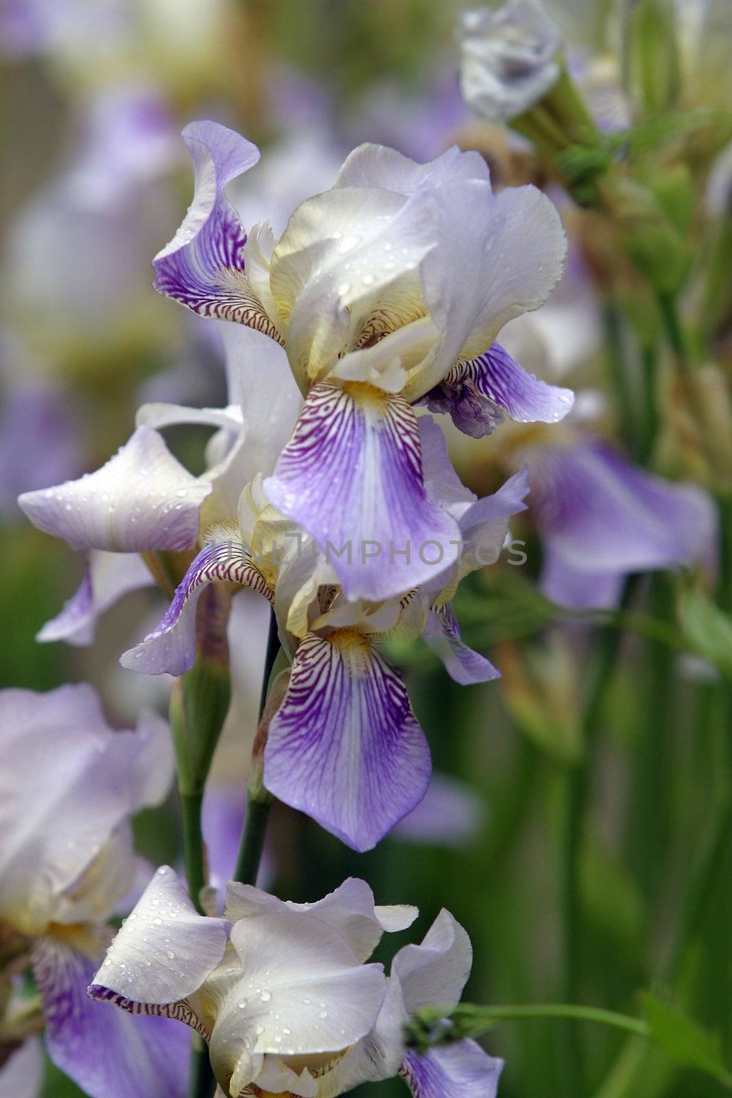 Flower of an iris on a dim background. Illustration for magazine about a flowers