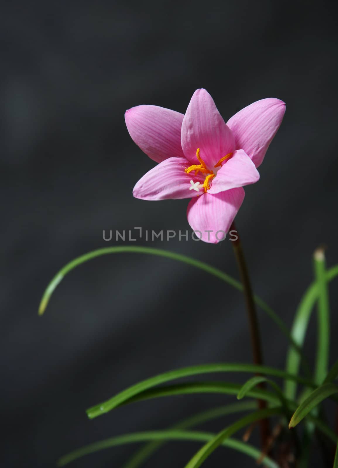 Pink flower with buds on a dark background