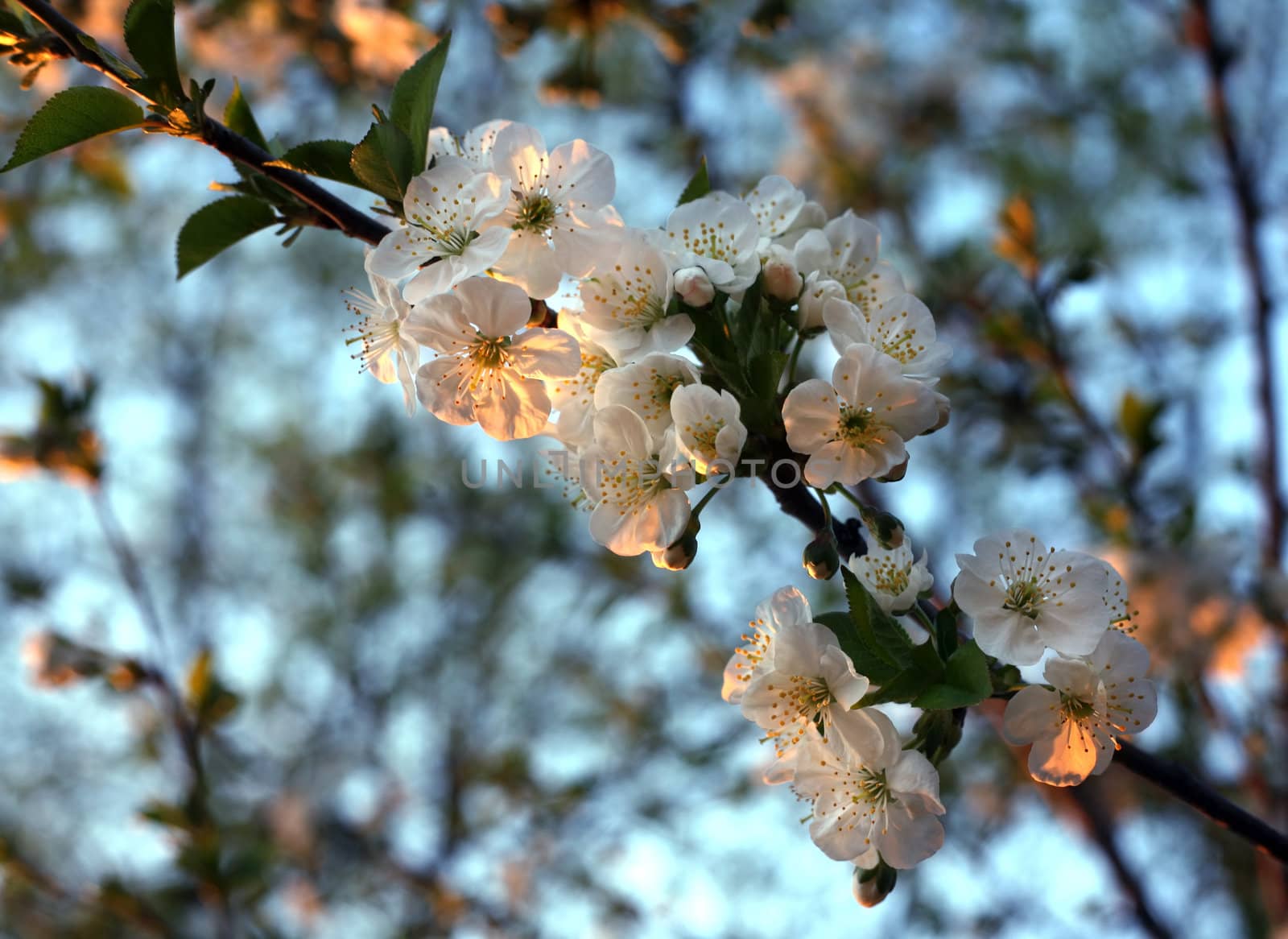 Flower of cherry against blue sky. Summery view.