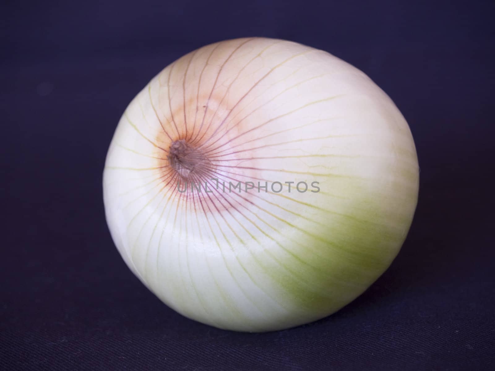 Onion by lauria