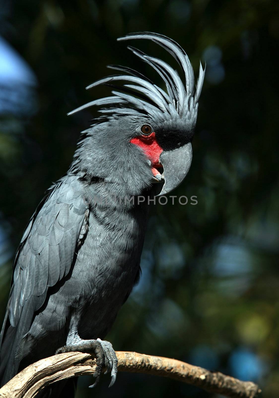 Black parrot in Bali a zoo. Indonesia