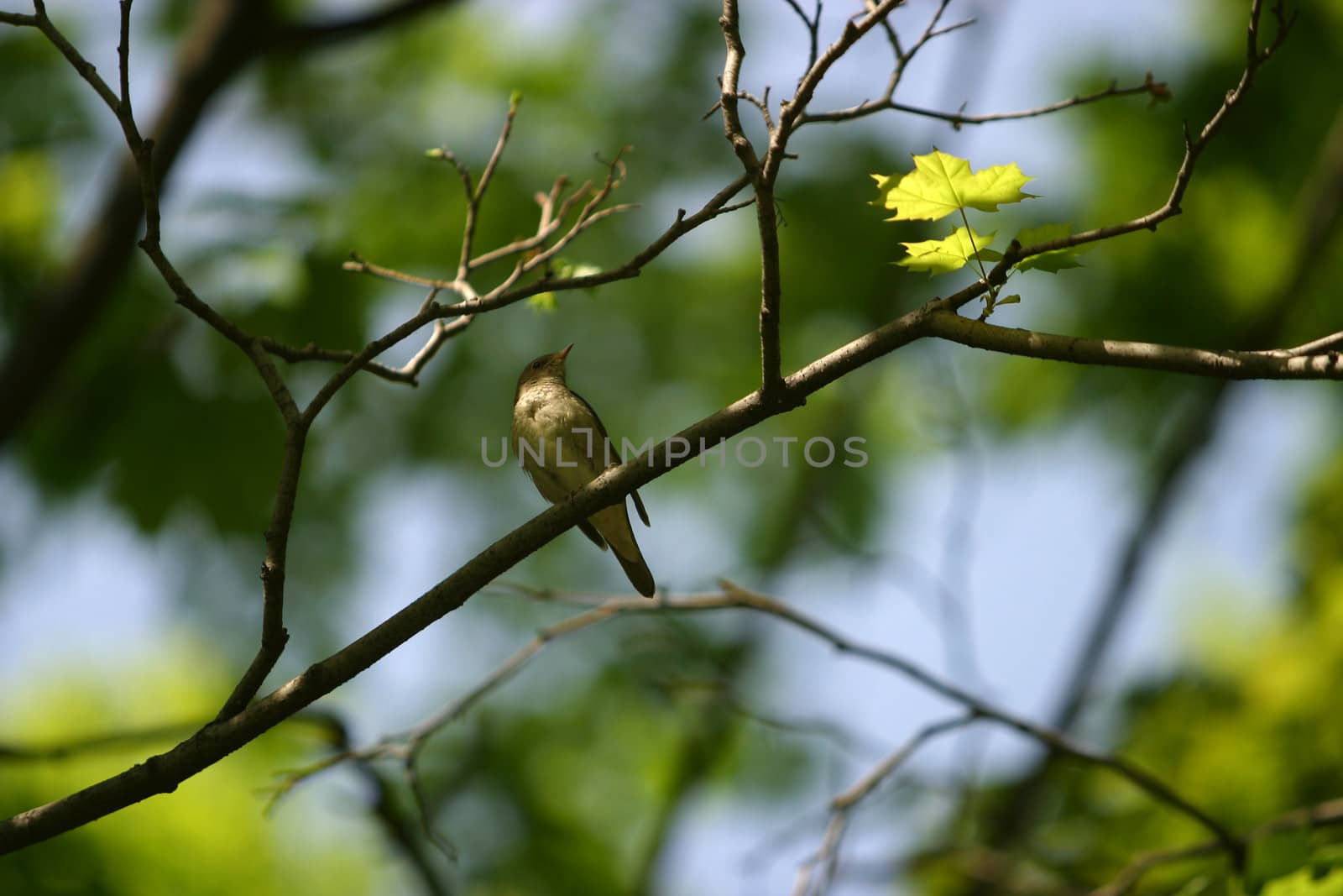 The nightingale sits on a branch of a tree with dismissed leaves. Bird in the centre, the rest is dim