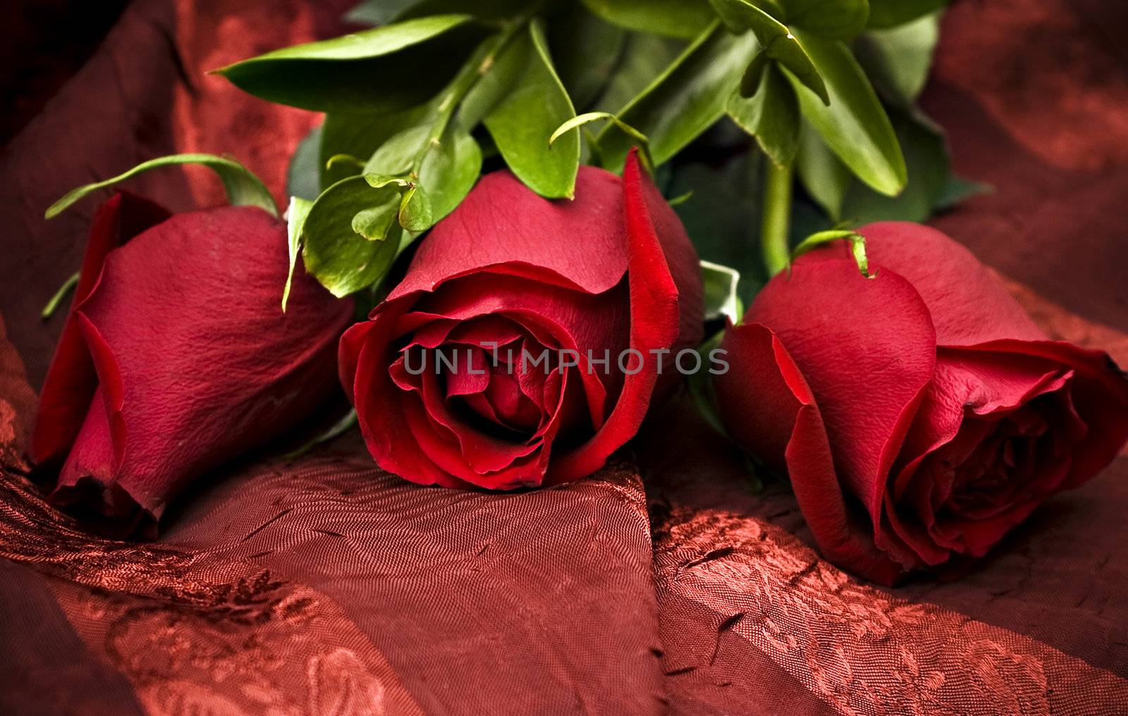 Three beautiful red roses against a red background

