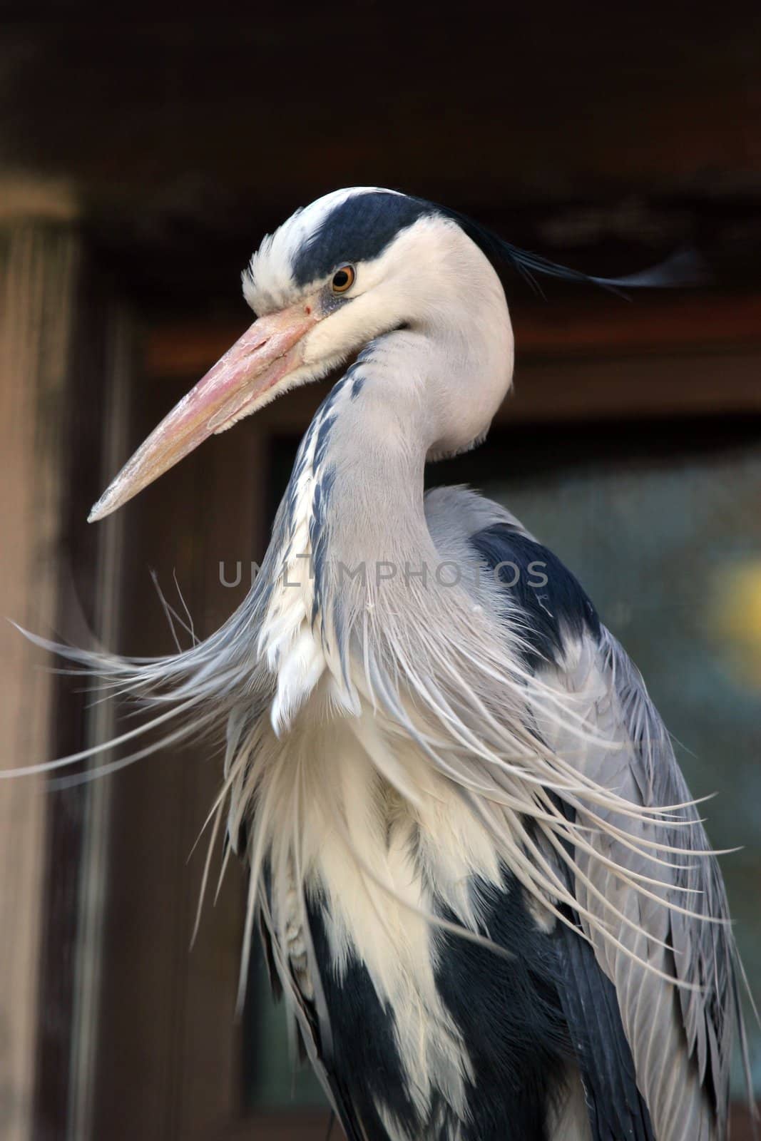 Portrait of the Heron