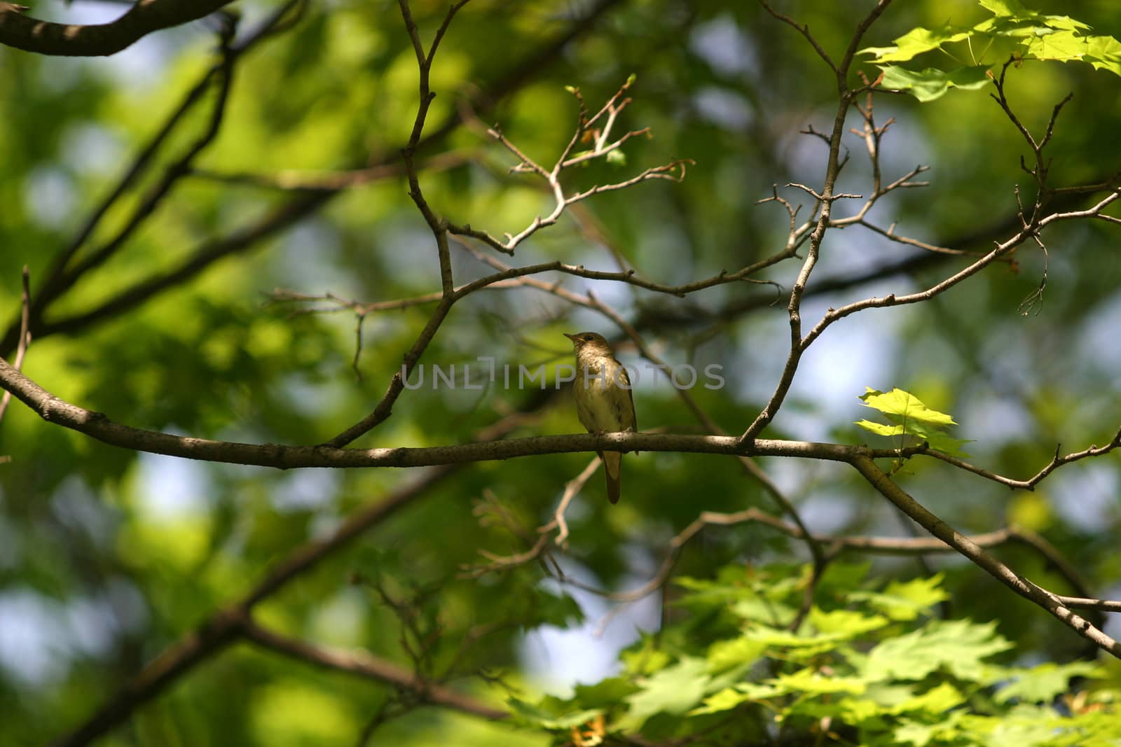 The nightingale sits on a branch of a tree with dismissed leaves. Bird in the centre