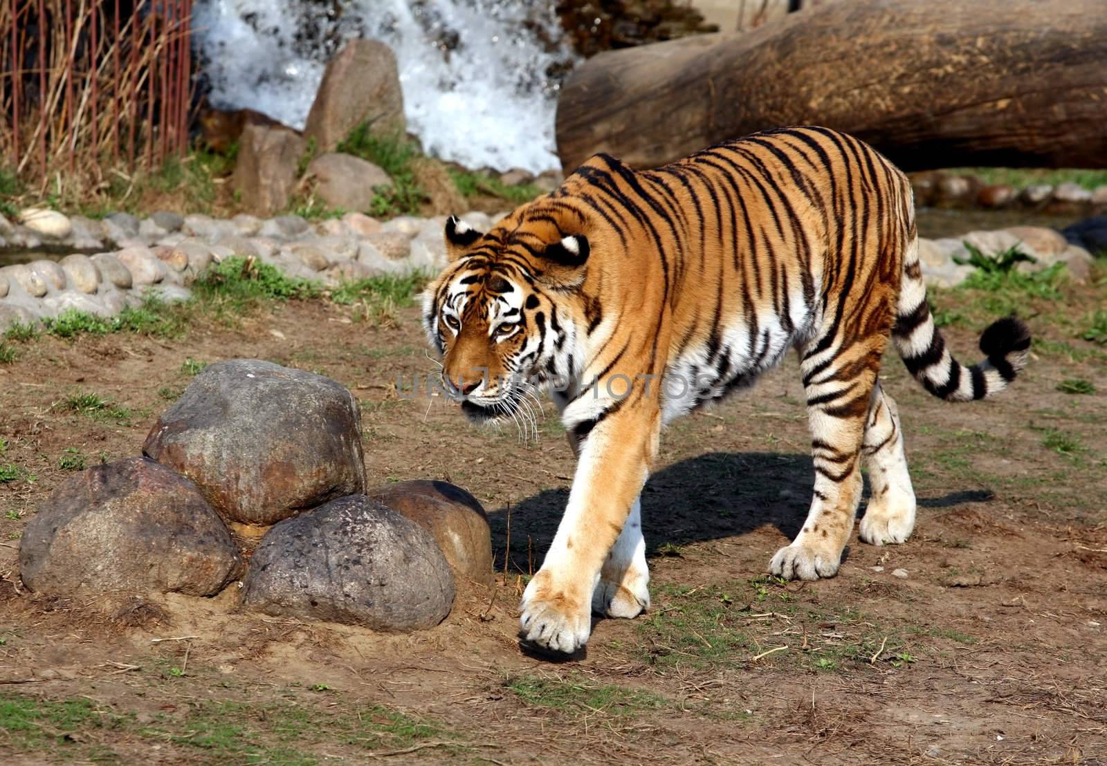 Tiger with mouth open showing teeth. Moscow zoo