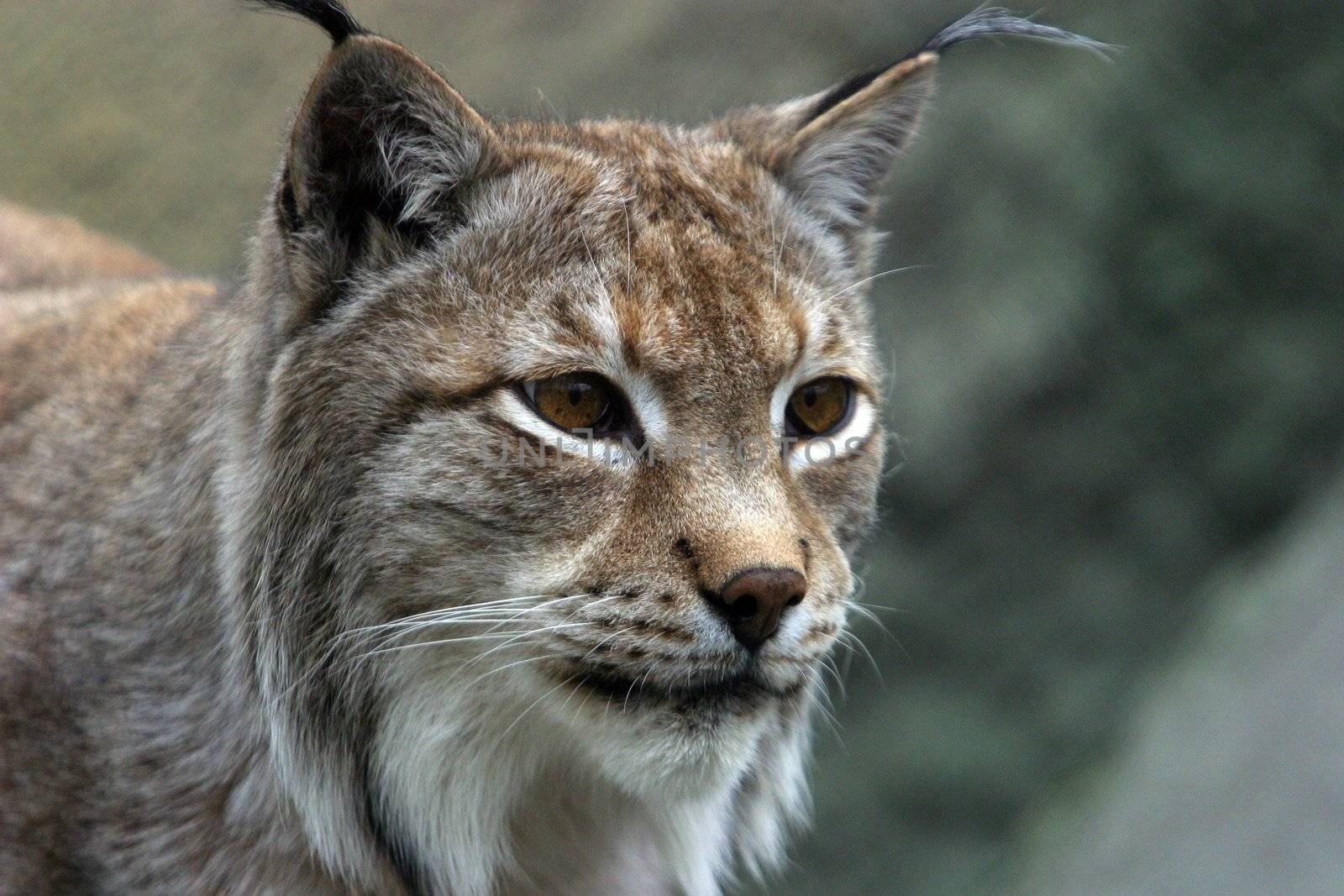 Illustration to magazine about animals. Close-up portrait of a lynx