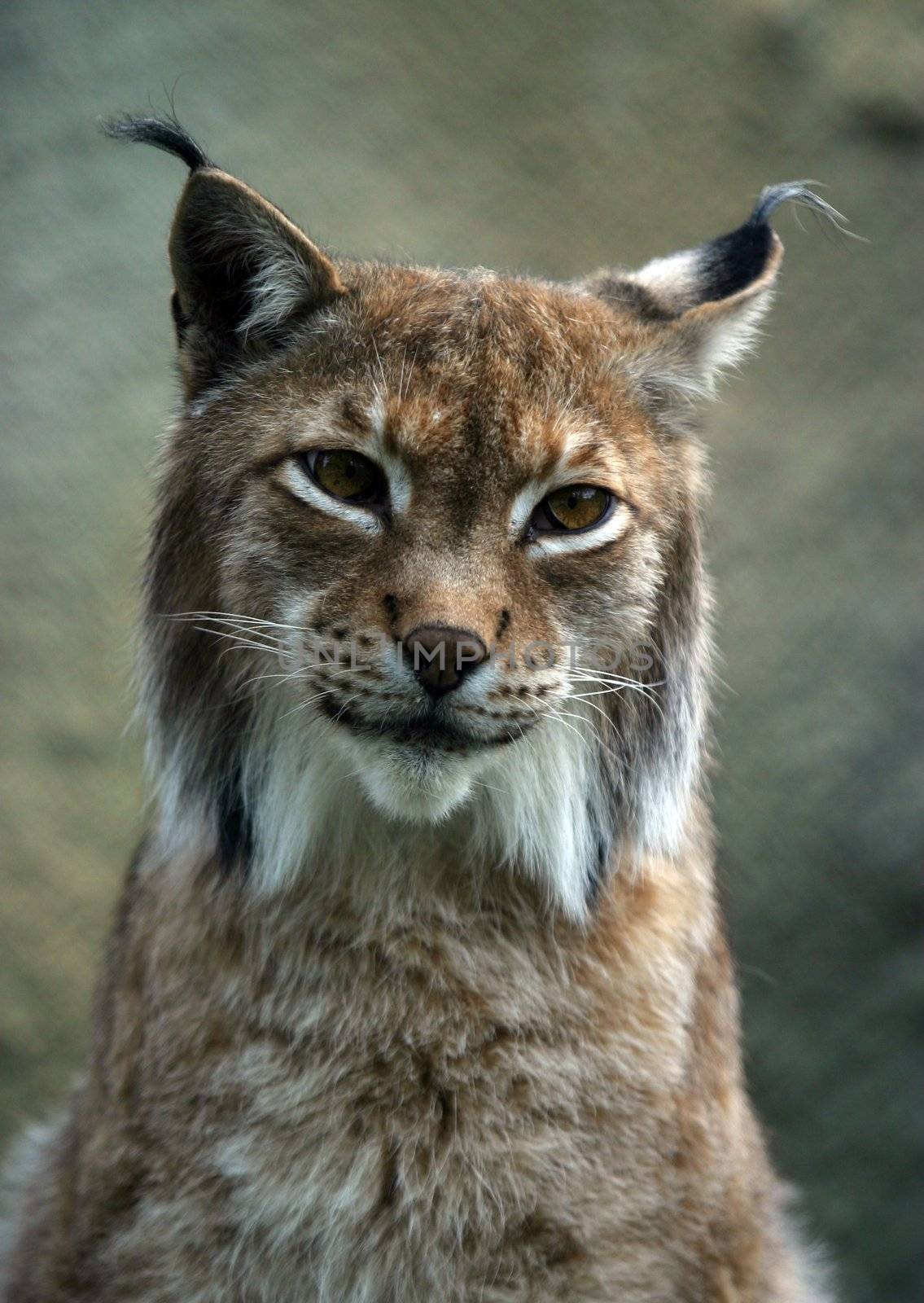 Illustration to magazine about animals. Close-up portrait of a lynx