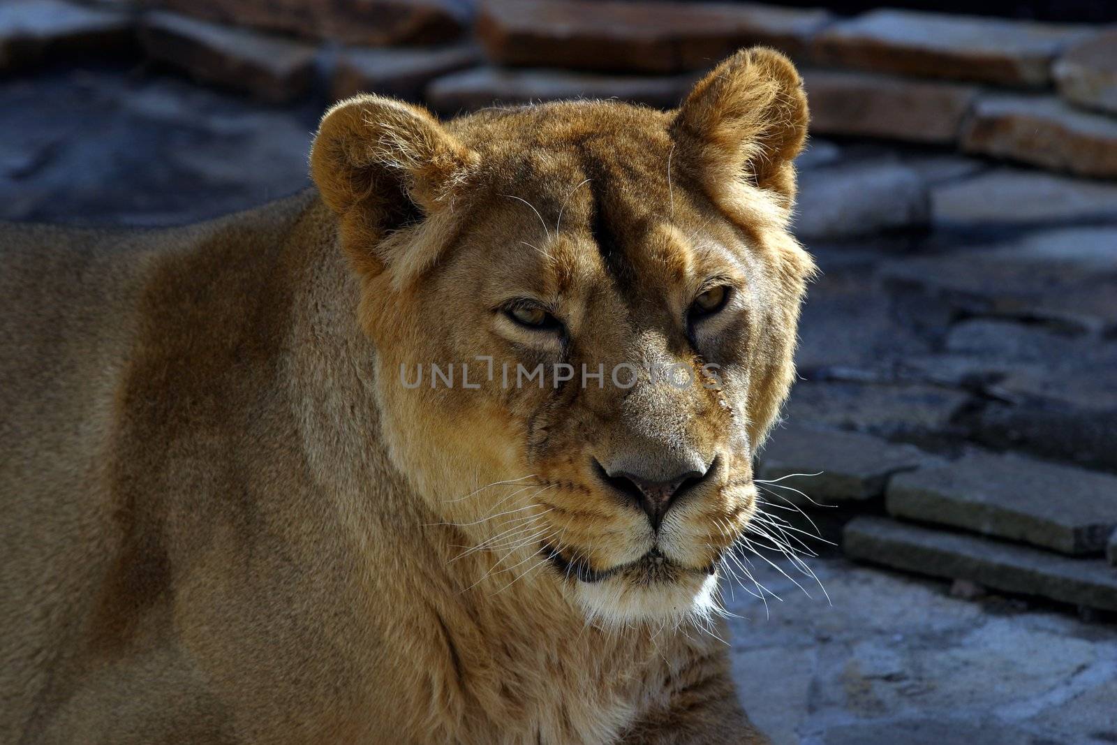 Portrait of a lioness close-up