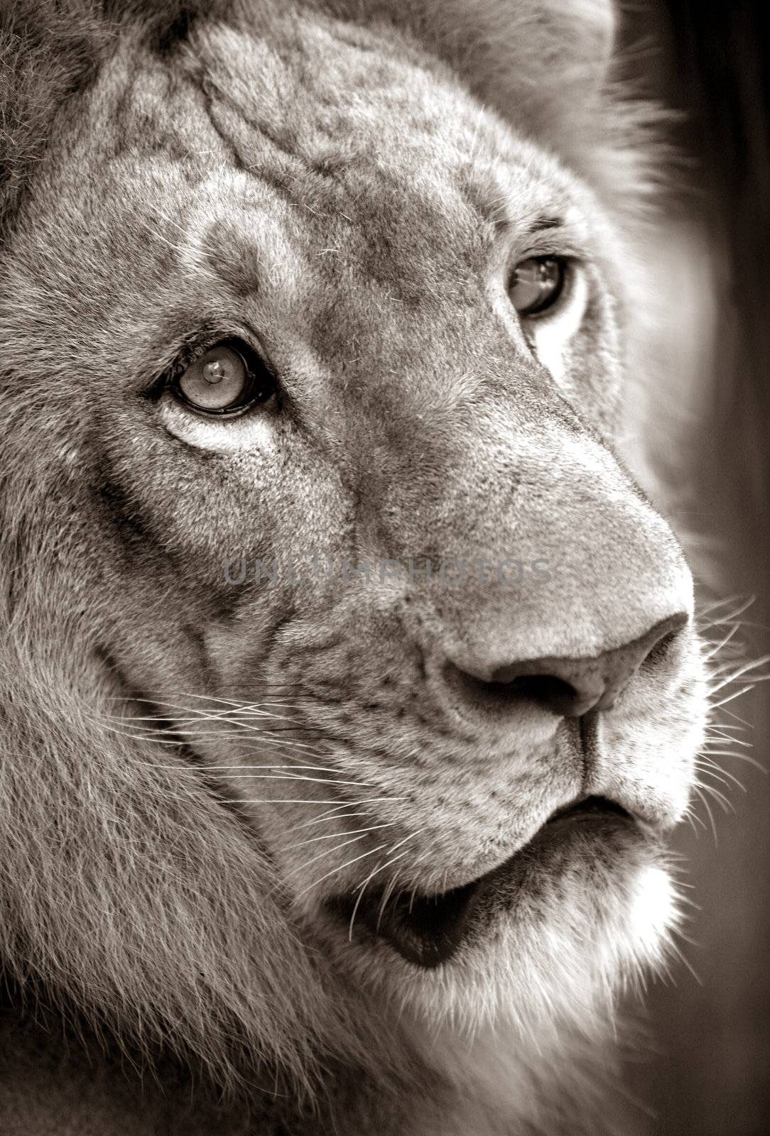 Portrait of a lion close-up. Bali a zoo