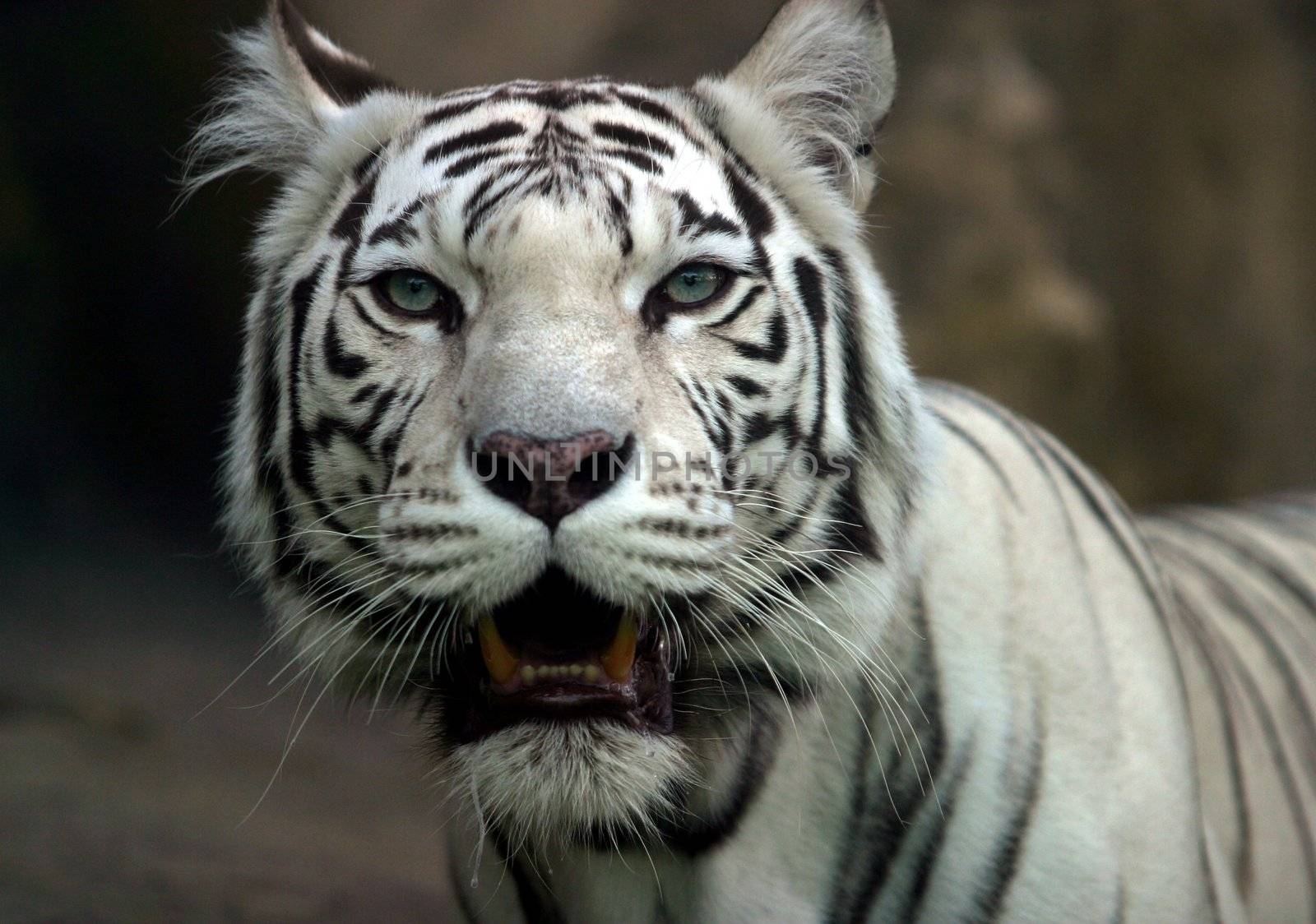 Illustration to magazine about animals. White tiger with an open mouth