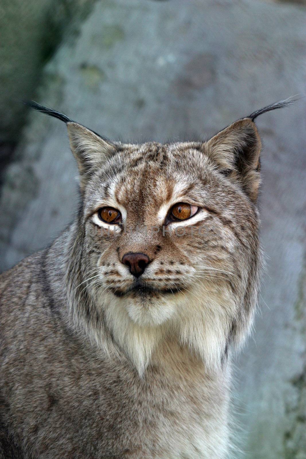 A lynx looking