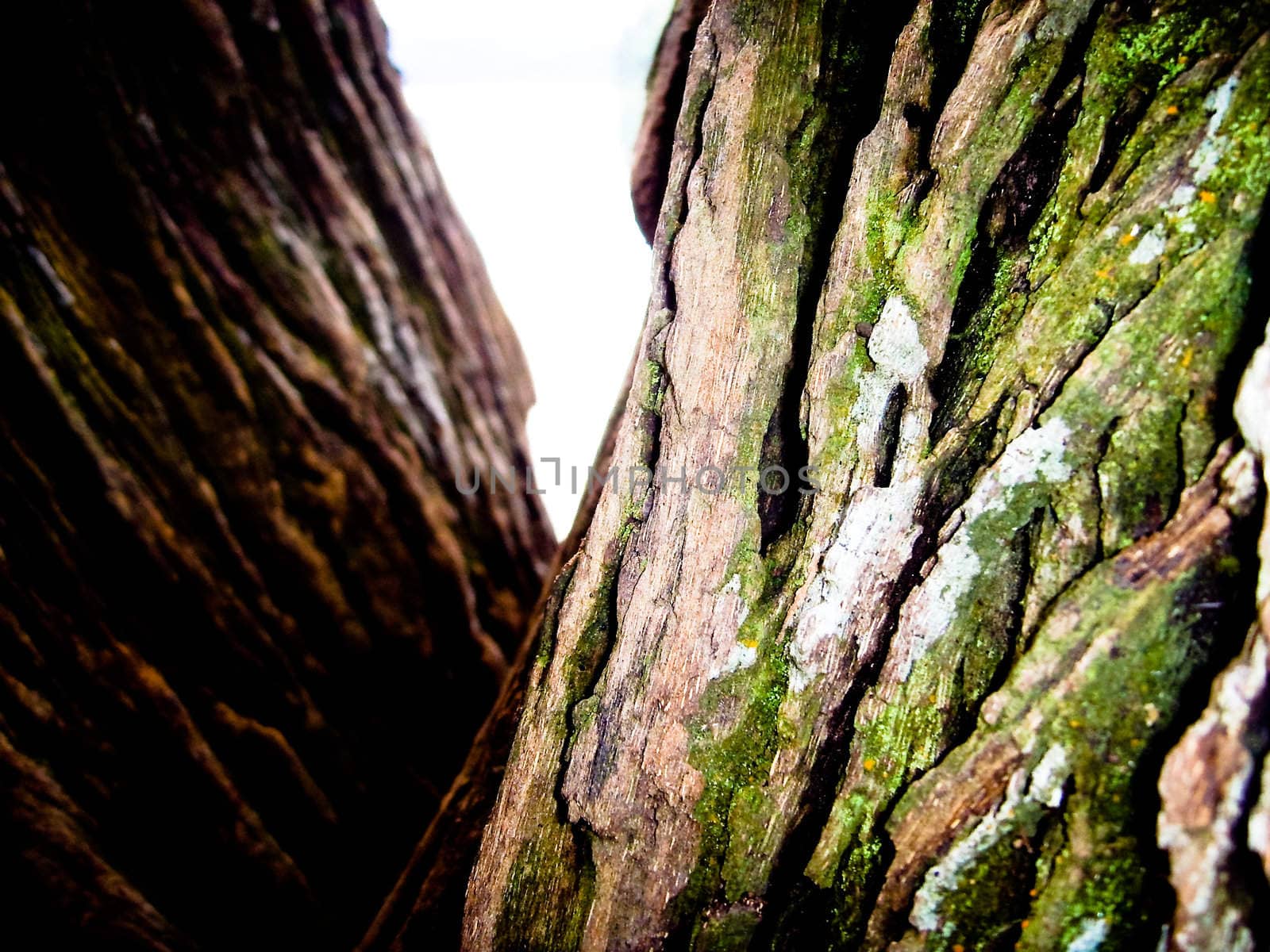 Bark of a tree in green and brown close up 