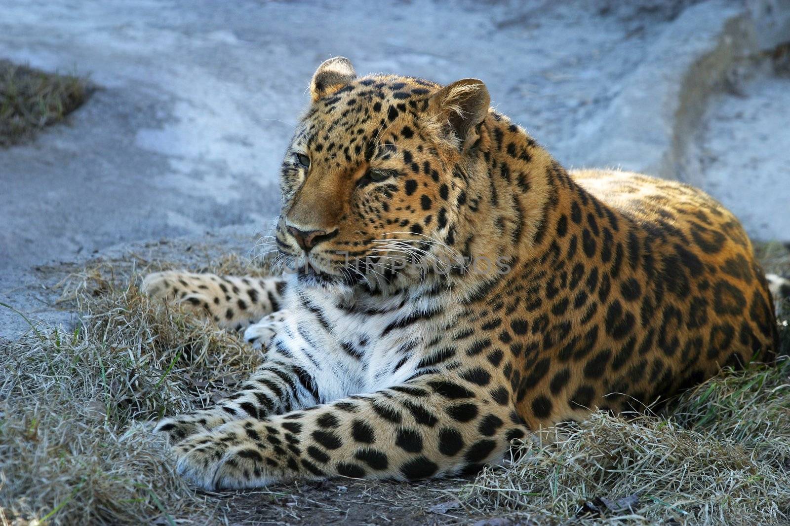 The leopard has a rest