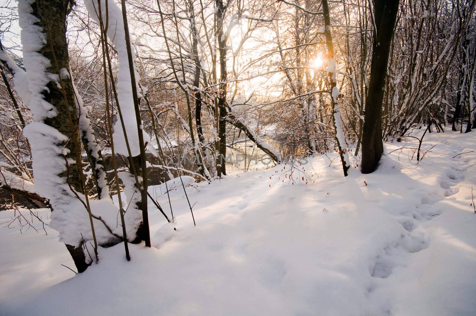 Winter forest sunset, lots of snow