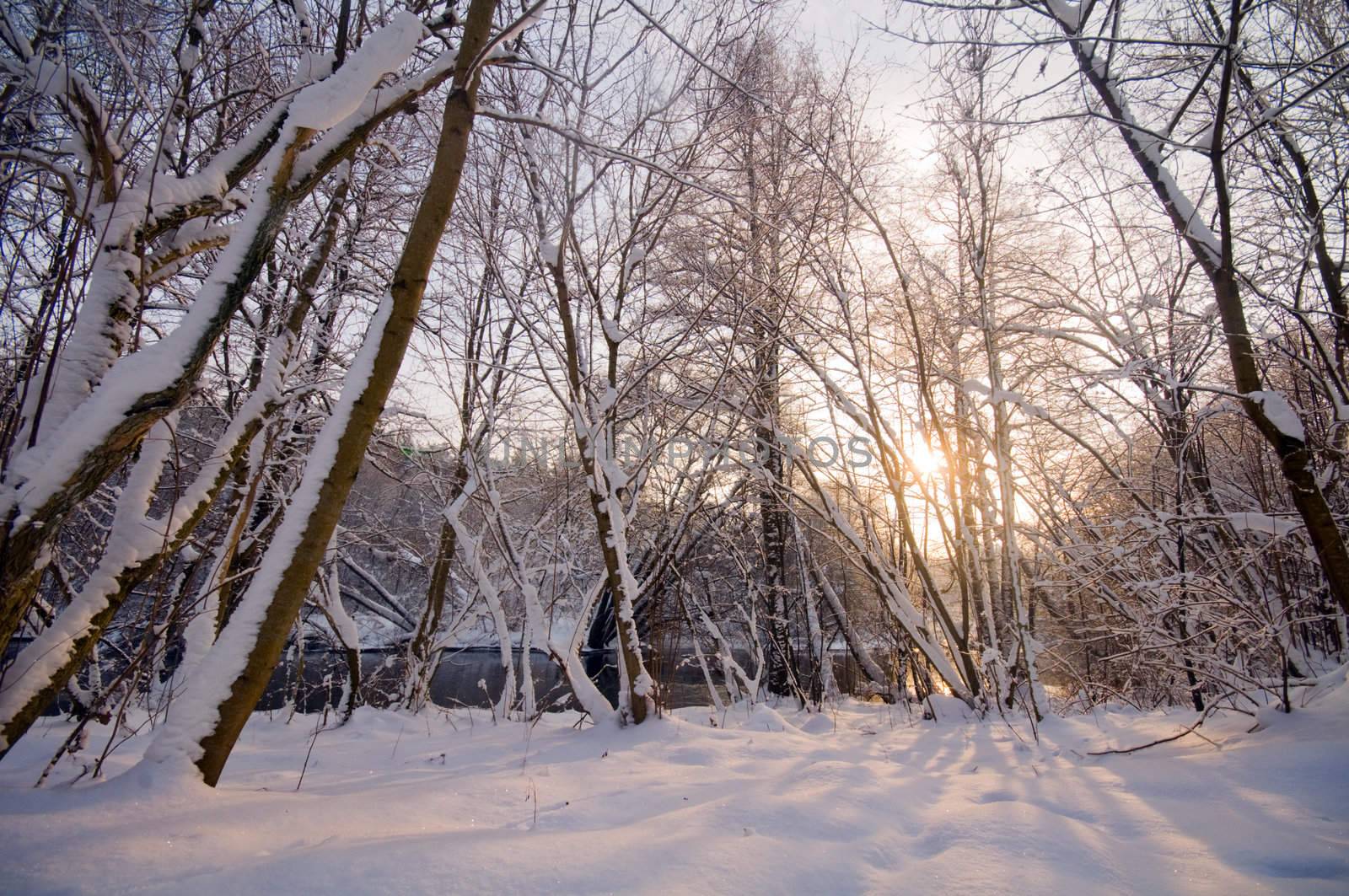 Winter forest sunset, lots of snow