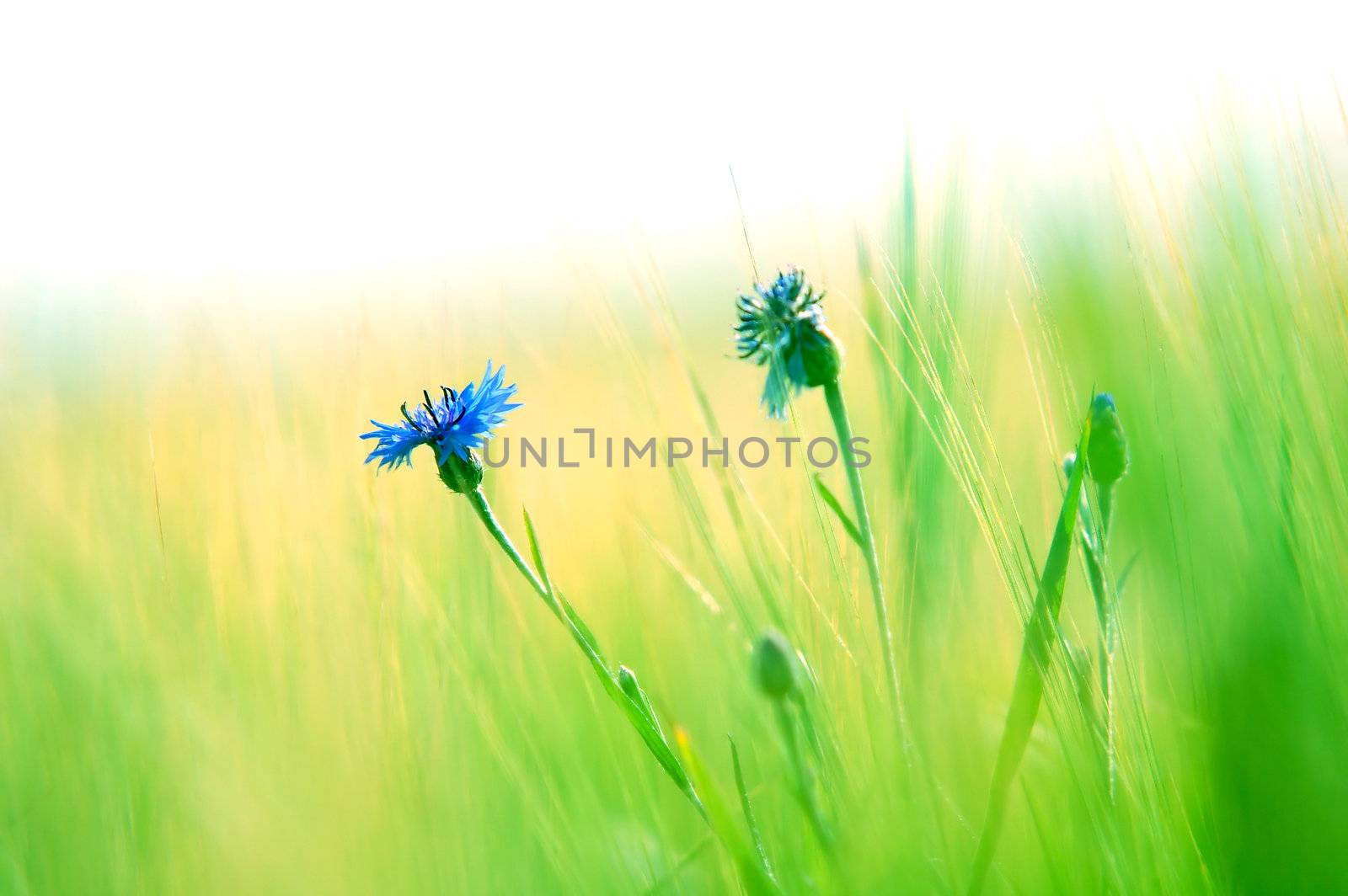 Fresh green meadow and daisy