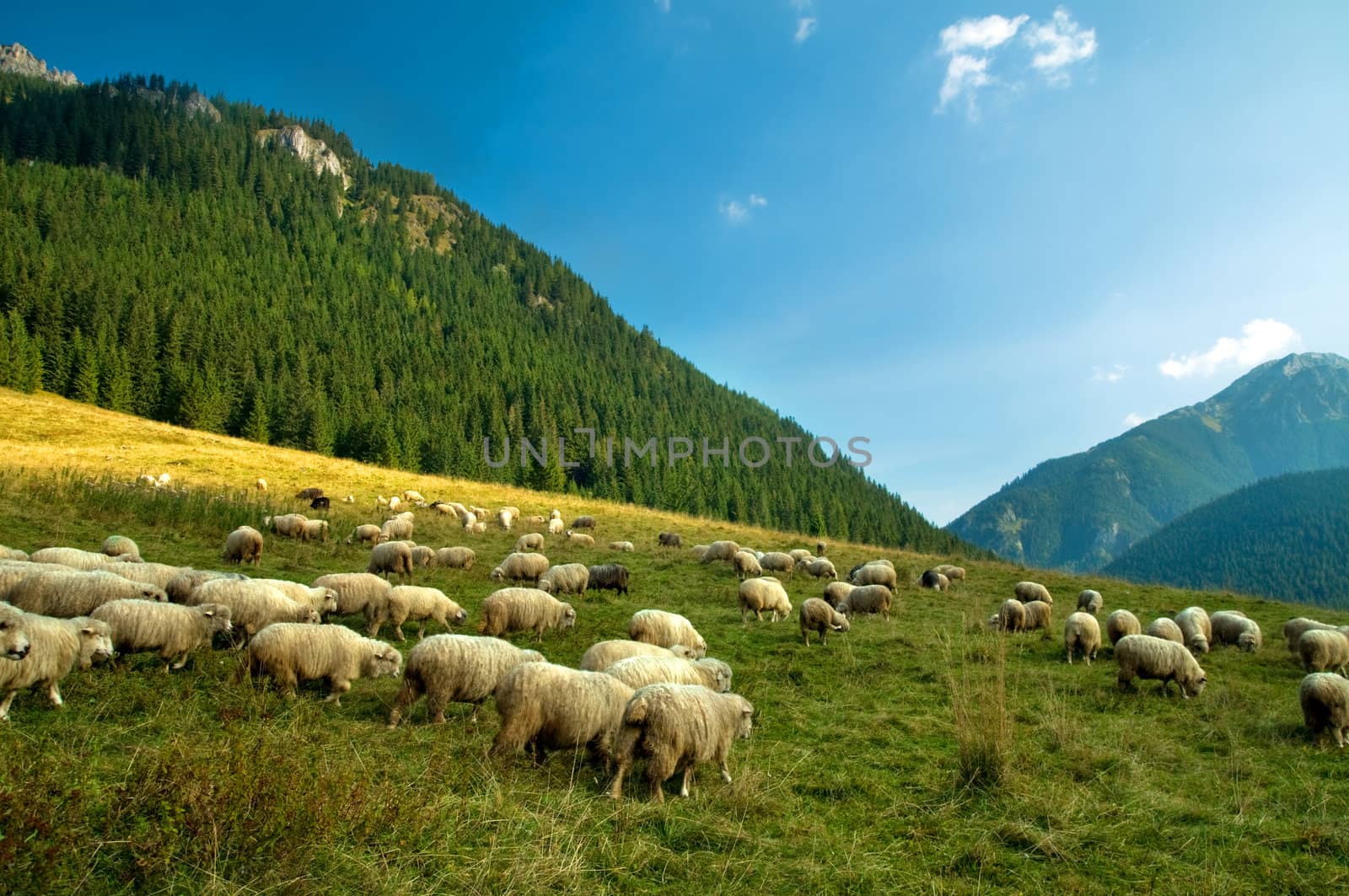 Sheep farm in the mountains. Tatra colorful picture