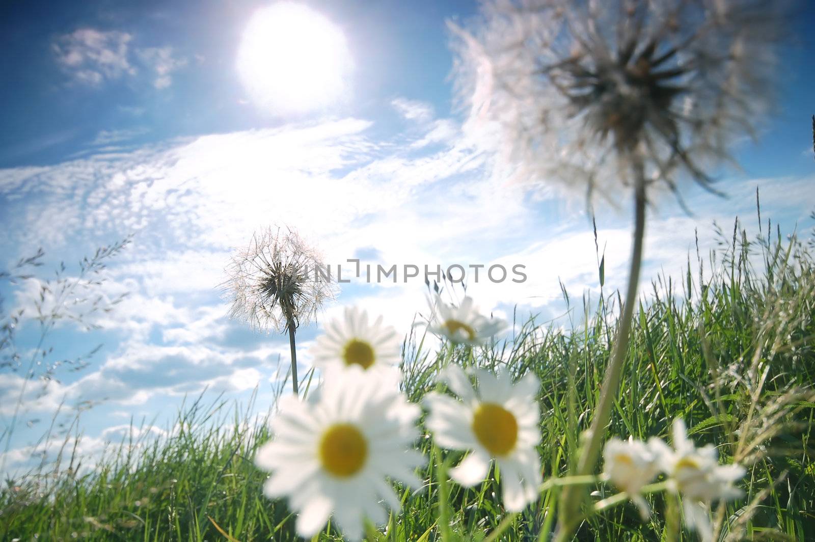 Fresh sunny meadow with dandelions and daisies