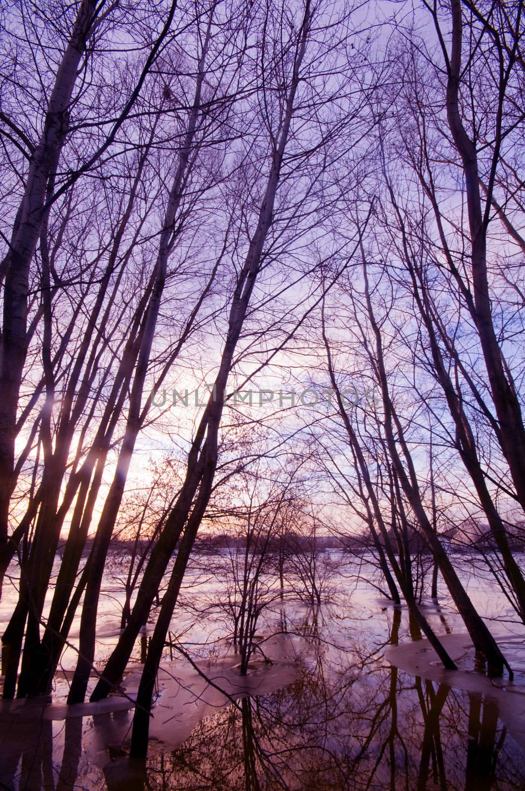 Trees silhouettes in water during sunset