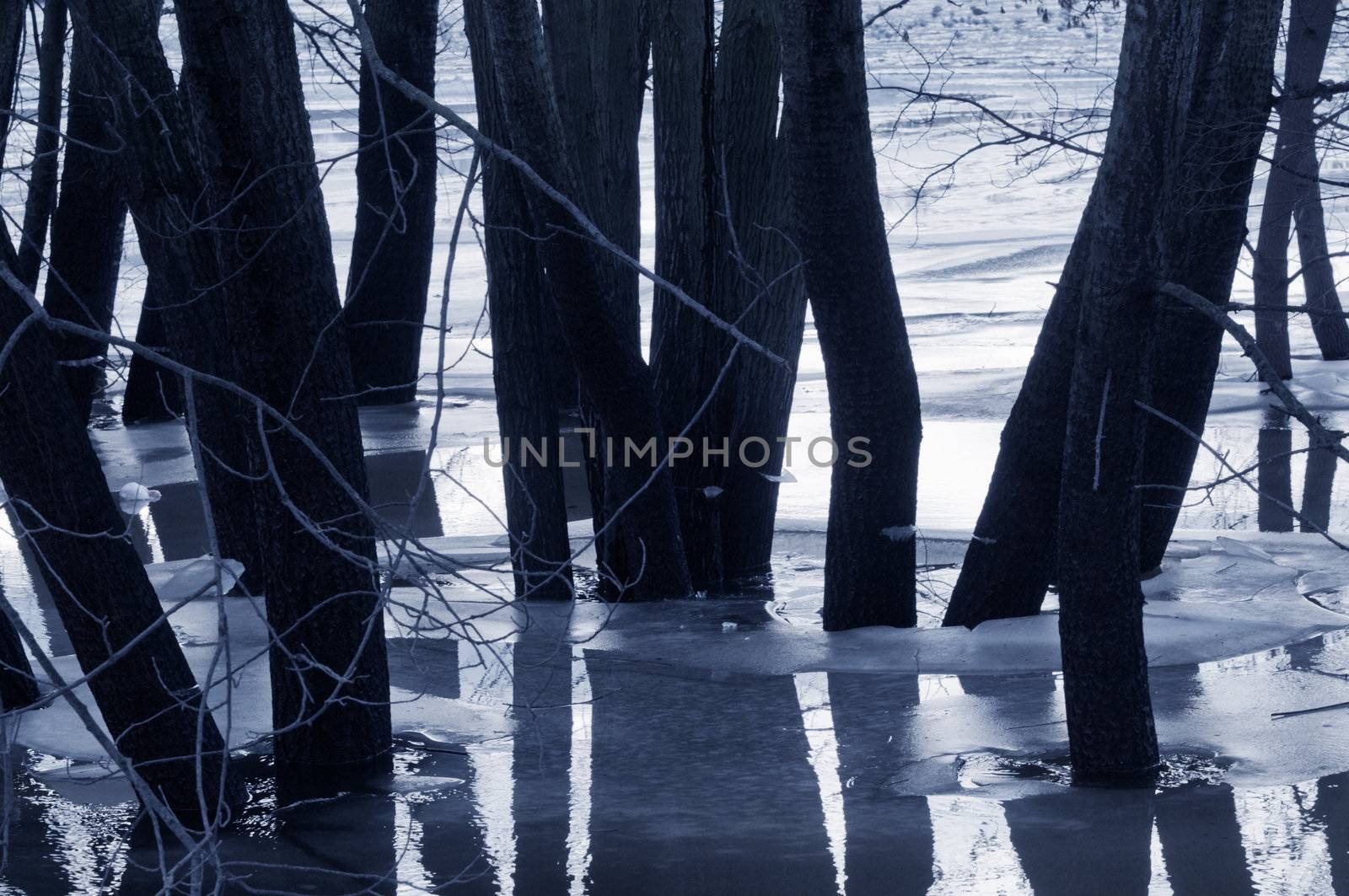 Trees silhouettes in water at dusk
