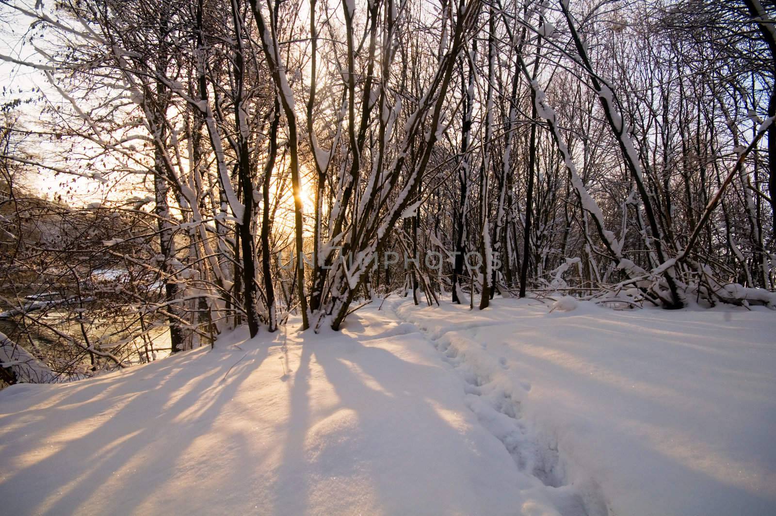 Winter forest sunset, lots of snow