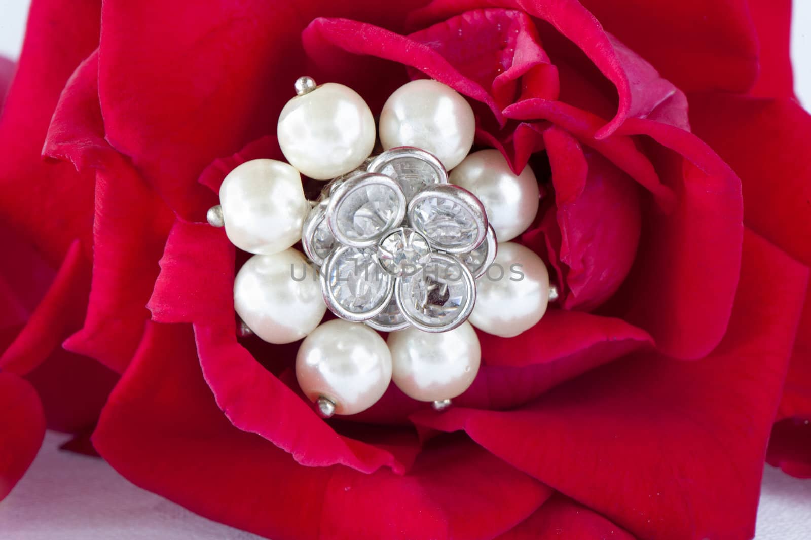 a  red roses and wedding rings on white background