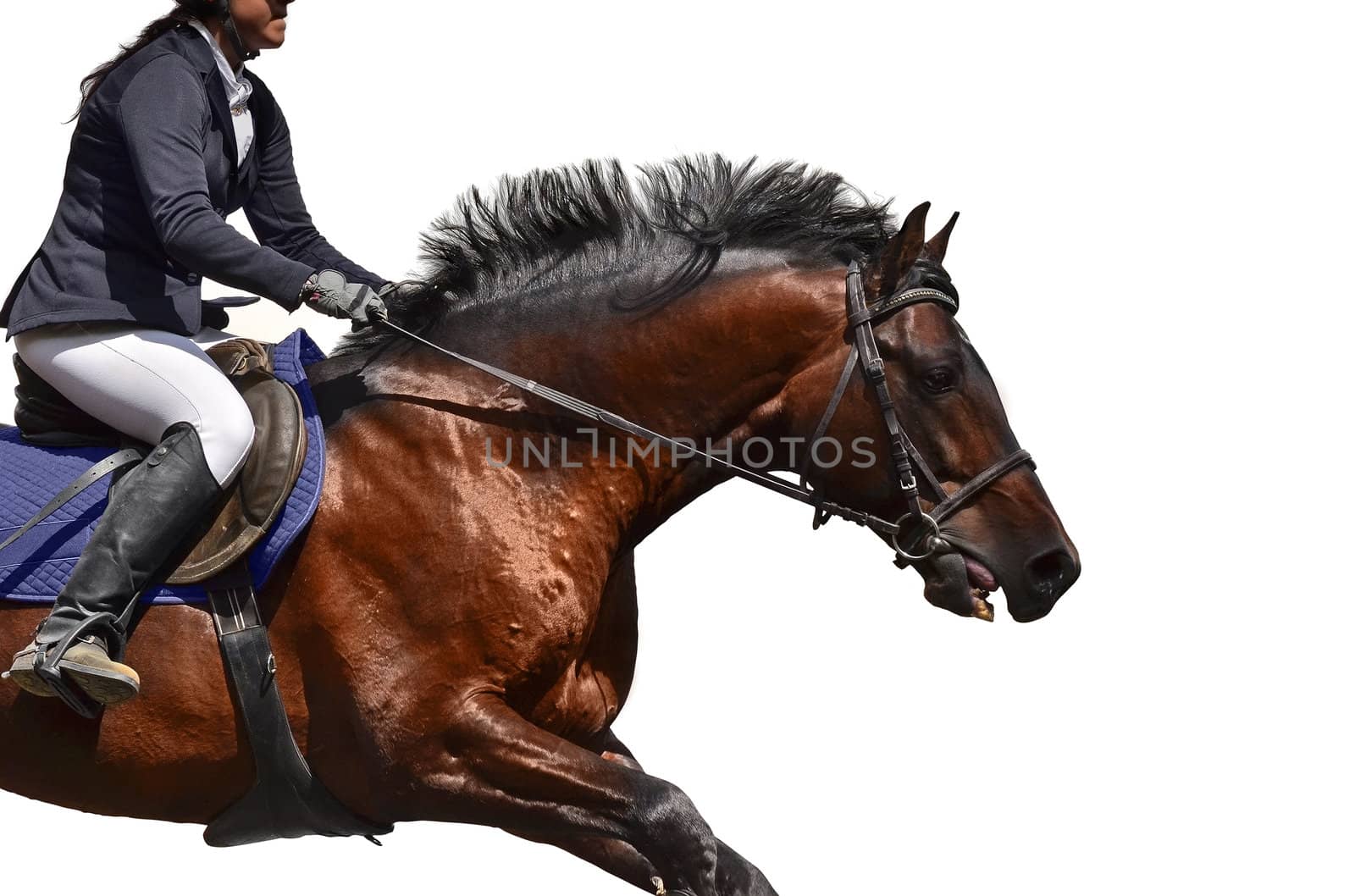 Woman riding brown race horse. Face not visible. Isolated on white.