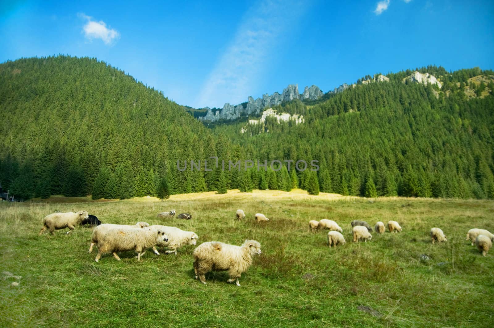 Sheep farm in the mountains. Tatra colorful picture